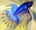 What Killed My Betta Fish