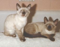 Freckles and Rascal