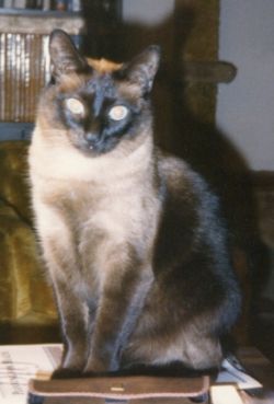 Rascal the adult Siamese