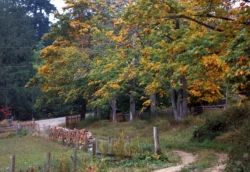 Salt Spring Island Maple Terrace