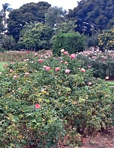 Some of the thousands of rosebushes in the garden.
