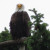 Parent American Bald Eagle Parent American Bald Eagle