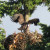 Evening picture of the American Bald Eaglet Evening picture of the American Bald Eaglet