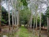 Rubber tree plantation during tapping season