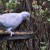 Collared Dove Collared Dove