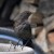 Female Blackbird Female Blackbird