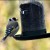 Goldfinch Goldfinch