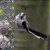 Longtailed Tit Longtailed Tit