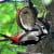 Woodpecker Woodpecker