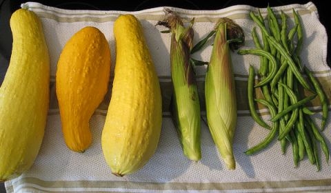 Three Sisters Harvest