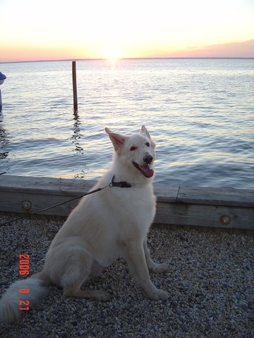 Pharaoh Goes To The Shore - He Loves The Water!
