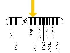 Where Is The BRCA1 Gene Found?