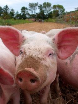 Celebrate Pig Day With A Pig Themed Party!  This Little Piggy Looks Like He Or She Is Having A Grand Old Time At This Party.  Photo Credit:  Click On Picture