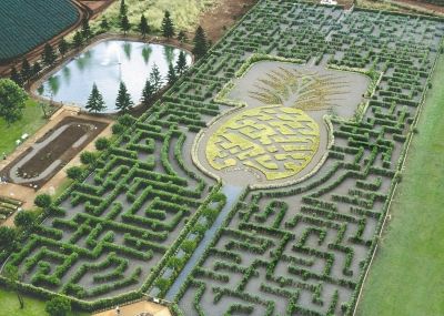 Photo Credit:  Dole Plantation