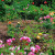 English rose garden. English rose garden.