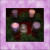 The Second Sunday of Advent, a second purple candle is lit.  This is often done by the oldest child of the household.  First, light the candle from the previous week and repeat the prayer of that week.  Then, light a second purple candle.  The head o