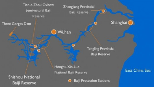 This is the range in which the baiji lived. There are marks on this map indicating where to find reserves, meant to help conserve the species.