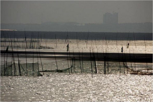 Too many nets?