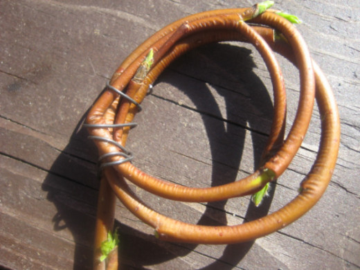 wiring willow