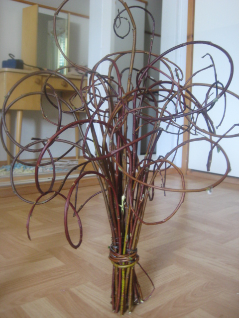 pussy willow twig