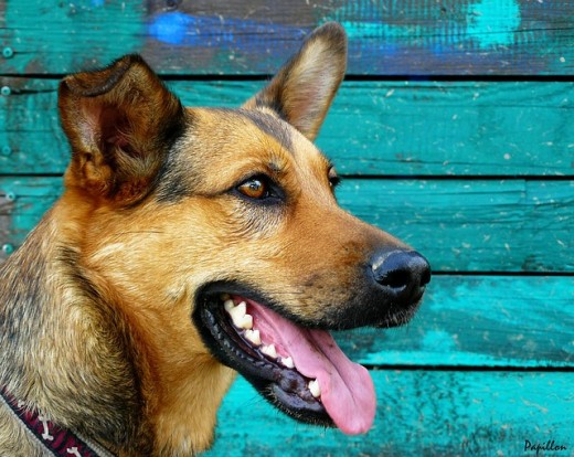 With a bit of effort, your dog's breath can become inoffensive and his health will improve