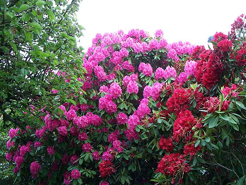 The Rhododendron Garden