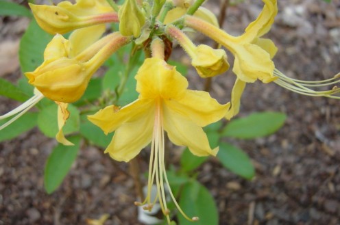 'Admiral Semme' - a deciduous azalea with large fragrant early spring blooms, was a 2007 Georgia Gold Medal plant.