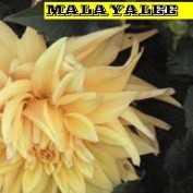 malayalee profile image