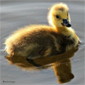 Baby Canadian Geese
