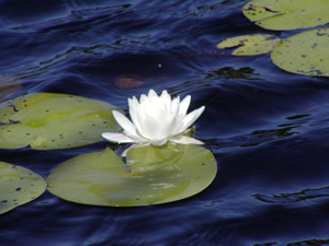 Cape Cod Water Lily