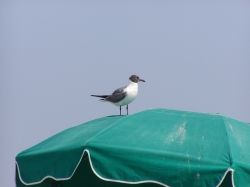 Seagull on our beach umbrella