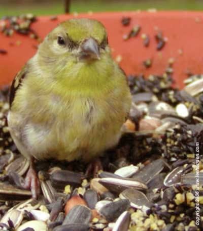 Yellow gold finch poses for camera