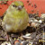 Yellow gold finch poses for camera Yellow gold finch poses for camera