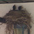 Baby robins in nest, photographed outside my back door Baby robins in nest, photographed outside my back door