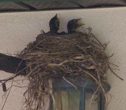 Baby robins in nest, photographed outside my back door