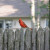A shy cardinal on the fence near my driveway A shy cardinal on the fence near my driveway
