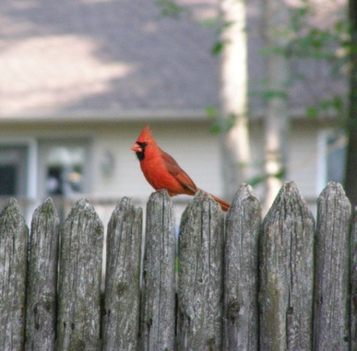 A shy cardinal on the fence near my driveway
