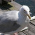 A bold seagull begs for scraps on the docks at Rocky Neck, Gloucester MA A bold seagull begs for scraps on the docks at Rocky Neck, Gloucester MA