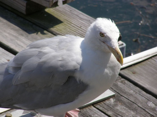 A bold seagull begs for scraps on the docks at Rocky Neck, Gloucester MA