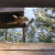 Chipmunk leaping from bird feeder with cheeks stuffed full of bird seed. Chipmunk leaping from bird feeder with cheeks stuffed full of bird seed.