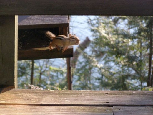 Chipmunk leaping from bird feeder with cheeks stuffed full of bird seed.