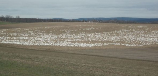 Thousands of snow geese resting in a field en route north in spring