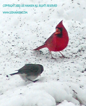 Join in The Great Backyard Bird Count