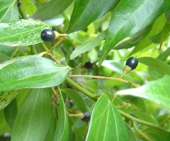 The cinnamon tree