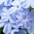 Zoomed in a LOT and cropped to fit screen. Image is still nice and crisp. Zoomed in a LOT and cropped to fit screen. Image is still nice and crisp.