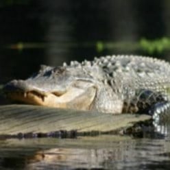 Alligators and Crocodiles | Gift Guide