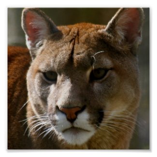 Puma Cat Poster