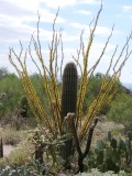 The Arizona Sonora Desert Museum