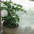 A tomato that is specifically for a pot. I lost the tag, so I am not sure what the variety is. It is probably a cherry. It was potted about four weeks ago and is doing very well. I need to remember to check the moisture in the dirt when I use a pot t A tomato that is specifically for a pot. I lost the tag, so I am not sure what the variety is. It is probably a cherry. It was potted about four weeks ago and is doing very well. I need to remember to check the moisture in the dirt when I use a pot t