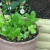 The lettuce can be picked! Mmmm, baby lettuce in my salads! The lettuce can be picked! Mmmm, baby lettuce in my salads!